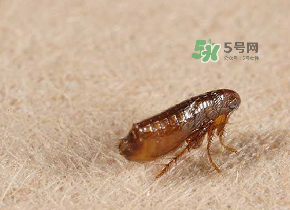 跳蚤會(huì)寄生在人身上嗎？跳蚤會(huì)在人身上存活嗎？