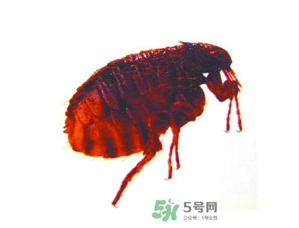 跳蚤會飛嗎？跳蚤會咬人嗎？