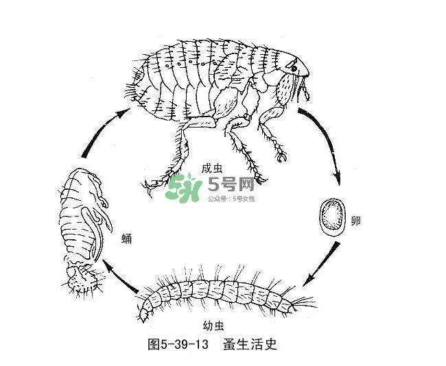 跳蚤會飛嗎？跳蚤會咬人嗎？