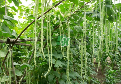 豇豆是什么樣的？豇豆是長豆角嗎？