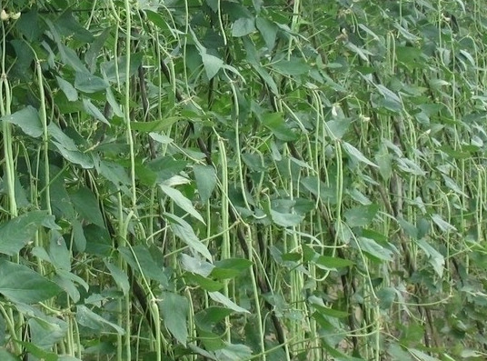 缸豆可以生吃嗎？缸豆可以炒雞蛋嗎