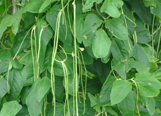缸豆幾月份種？缸豆什么時(shí)候播種？
