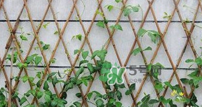 缸豆什么時(shí)候搭架？缸豆要怎樣搭架子