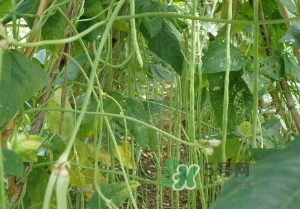 缸豆什么季節(jié)有？缸豆是幾月的蔬菜