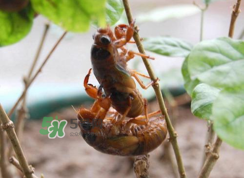 金蟬為什么這么貴？野生金蟬和養(yǎng)殖金蟬的區(qū)別