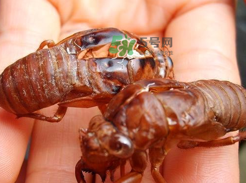 金蟬為什么這么貴？野生金蟬和養(yǎng)殖金蟬的區(qū)別