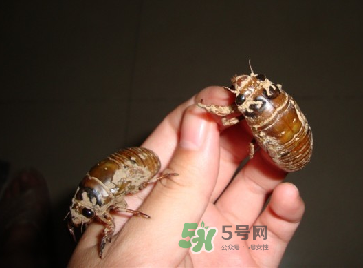 金蟬晚上幾點(diǎn)出來？金蟬為什么晚上出來？