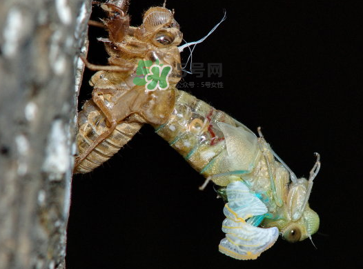 金蟬晚上幾點(diǎn)出來？金蟬為什么晚上出來？