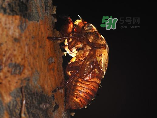 金蟬殼多少錢一斤？金蟬殼價格
