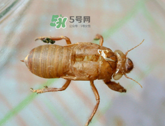 知了殼能能吃嗎？知了殼怎么吃？