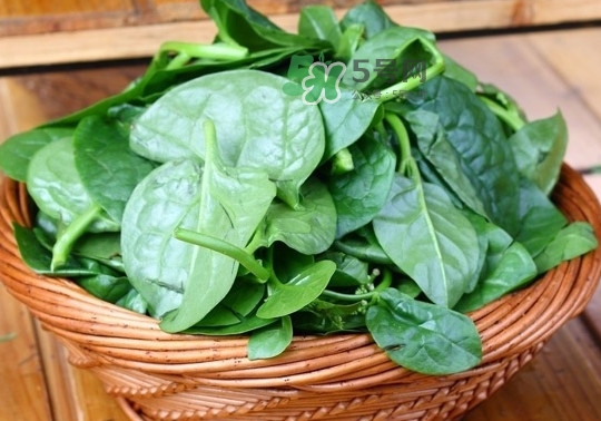 木耳菜是什么季節(jié)的菜？木耳和木耳菜有區(qū)別嗎