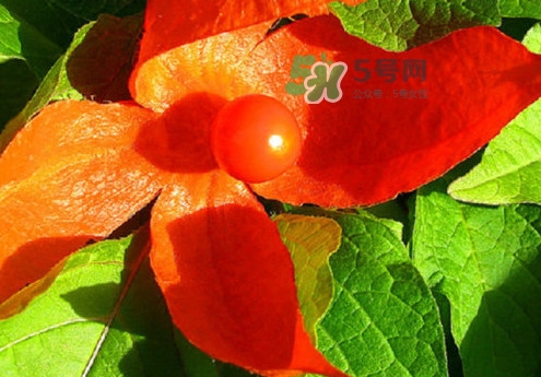 菇娘能多吃嗎？菇娘有什么營養(yǎng)價值