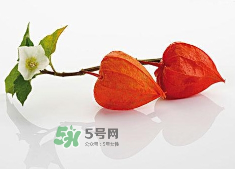 菇娘果皮有用還是果實(shí)有用？紅菇娘泡水喝用皮還是用果
