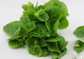 木耳菜可以生吃嗎？木耳菜可以涼拌嗎