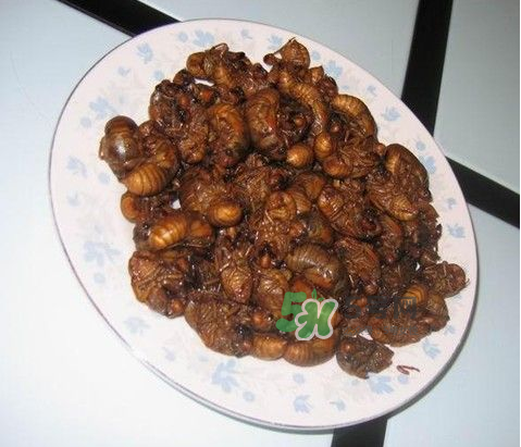 吃金蟬過(guò)敏怎么辦？吃金蟬為什么會(huì)過(guò)敏？
