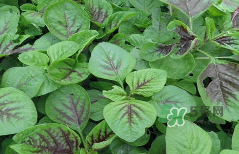 炒野莧菜要焯水嗎？野莧菜和山藥能在一起吃嗎