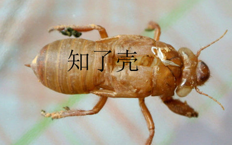 蟬殼多少錢一斤？蟬殼多少錢一斤2017？