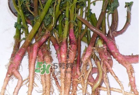 莧菜根要去除嗎？莧菜根怎么吃
