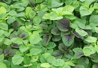 野莧菜有毒嗎？野莧菜怎么吃