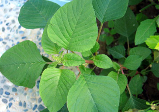 野莧菜什么人不能吃？野莧菜不能和什么一起吃