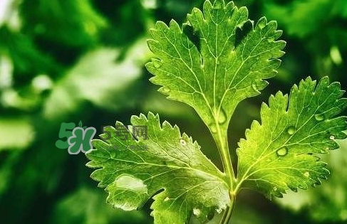 glico香菜百力滋好吃嗎？香菜百力滋多少錢