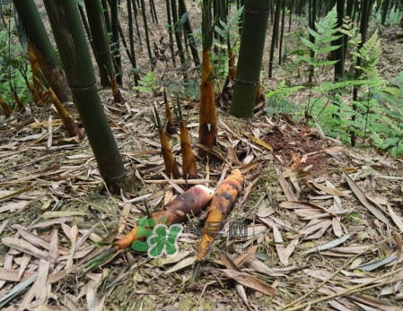 苦筍做法有哪些？苦筍怎么處理才不會苦