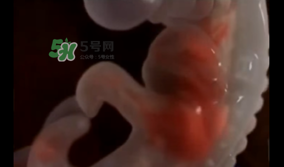 懷孕初期怎么保胎？陰道出血是流產(chǎn)征兆嗎？