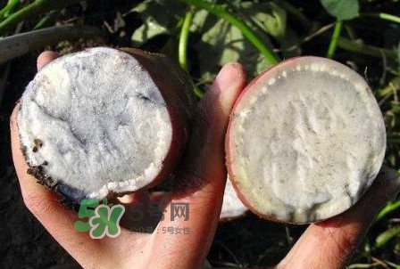 雜交水稻是不是轉(zhuǎn)基因？轉(zhuǎn)基因食品有哪些？