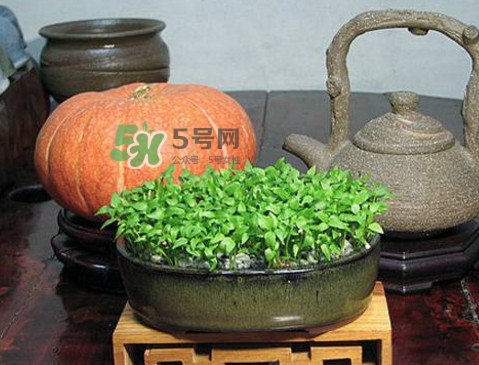 芭樂籽吃了會(huì)便秘嗎？芭樂的籽能種嗎