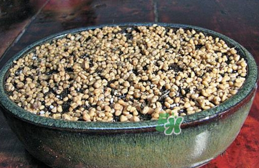芭樂籽吃了會(huì)便秘嗎？芭樂的籽能種嗎