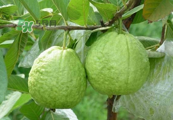 芭樂(lè)和番石榴有什么區(qū)別？芭樂(lè)和番石榴的區(qū)別