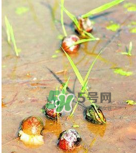 怎么殺死福壽螺寄生蟲？福壽螺寄生蟲怎么去除？