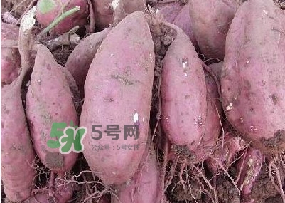 炸地瓜條外面裹什么？地瓜的功效與作用禁忌