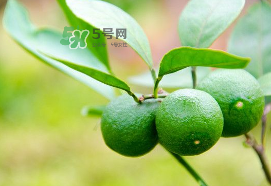 八月份可以吃橘子嗎？八月份的橘子能吃嗎？