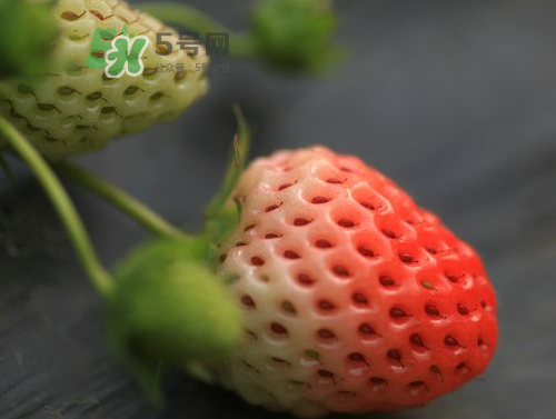 八月份還有草莓嗎？8月份還有草莓嗎？