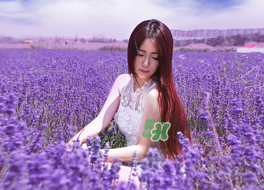 八月份還有薰衣草嗎？8月份還有薰衣草嗎？