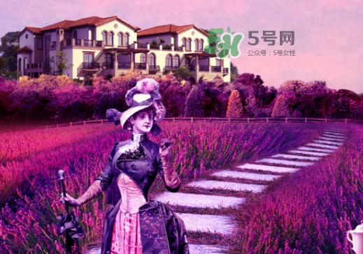 八月份還有薰衣草嗎？8月份還有薰衣草嗎？