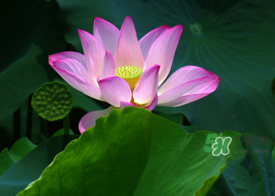 八月份還有荷花嗎？8月份還有荷花嗎？