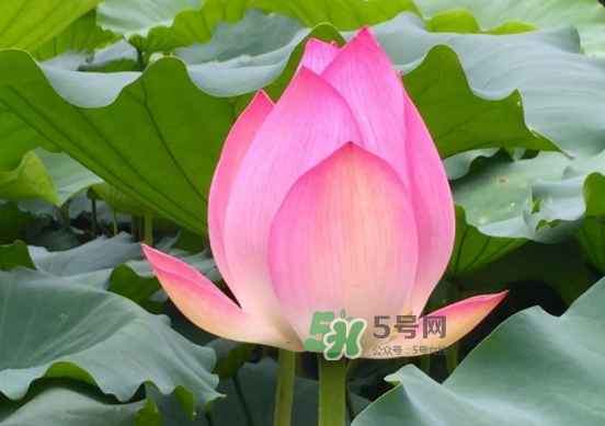 八月份還有荷花嗎？8月份還有荷花嗎？