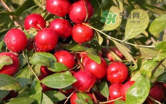 鈣果怎么吃？鈣果食用方法