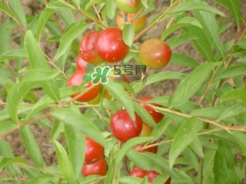 鈣果什么味道？鈣果好吃嗎？