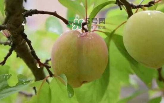 奈李是什么水果？奈李為什么會(huì)空心