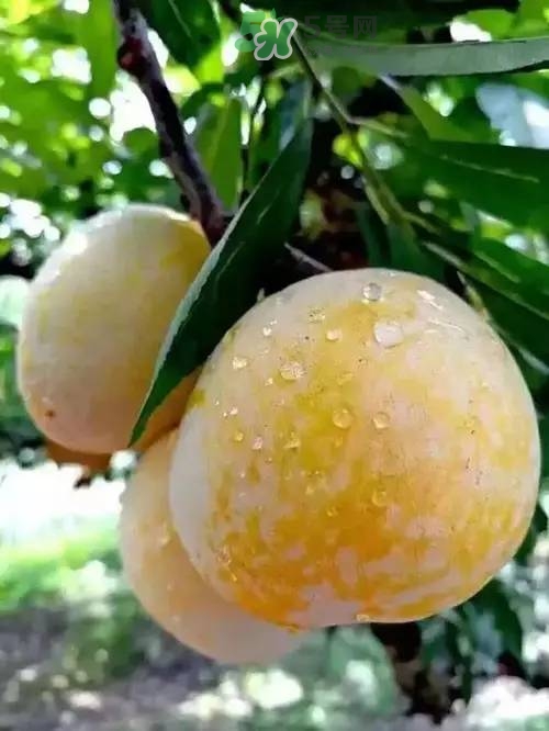 奈李是什么水果？奈李為什么會(huì)空心