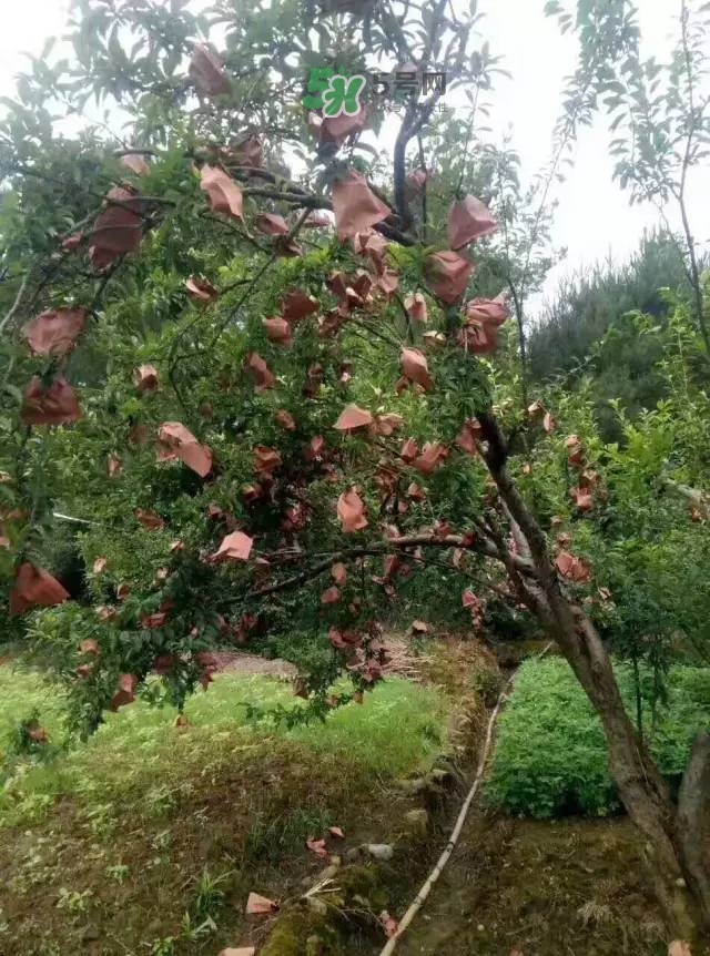 奈李是什么水果？奈李為什么會(huì)空心