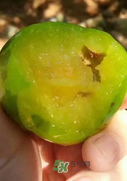 奈李是什么水果？奈李為什么會(huì)空心