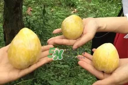 奈李是什么水果？奈李為什么會(huì)空心