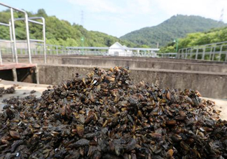 海瓜子多少錢一斤？西湖撈起的海瓜子能吃嗎