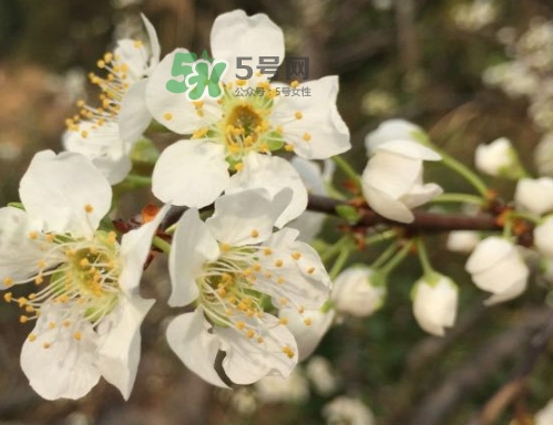 月經(jīng)期間可以吃奈李嗎？來(lái)月經(jīng)可以吃奈李嗎
