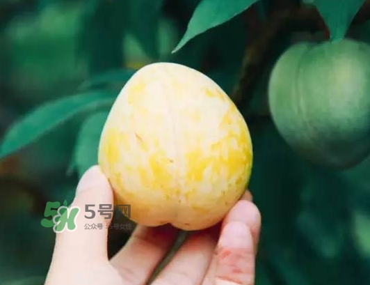 奈李怎么挑？奈李怎么挑選