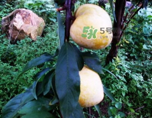 黃金奈李多少錢一斤？黃金奈李價(jià)格